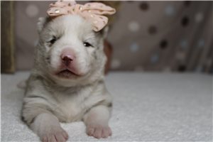 Karita - puppy for sale