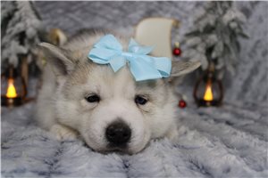 Camila - Pomsky for sale
