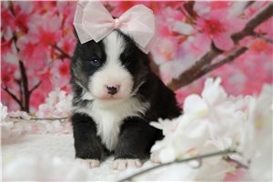 Karla - Pomsky for sale