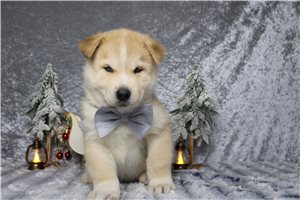 Cooper - Pomsky for sale