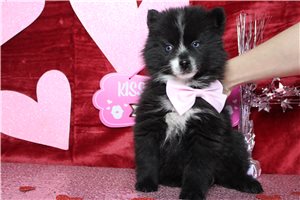 Maverick - Pomsky for sale