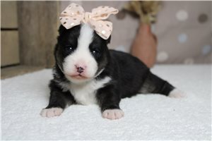 Karla - puppy for sale
