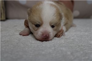 Keen - puppy for sale