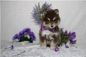Mateo - Pomsky for sale