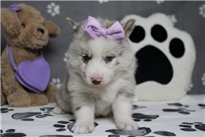 Karita - Pomsky for sale
