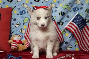 Karita - Pomsky for sale