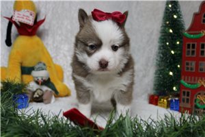 Farrah - Pomsky for sale