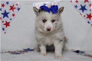 Karita - Pomsky for sale