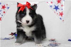 Karla - Pomsky for sale