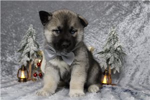 Charles - puppy for sale