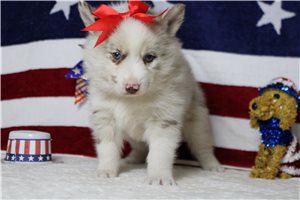 Karita - Pomsky for sale