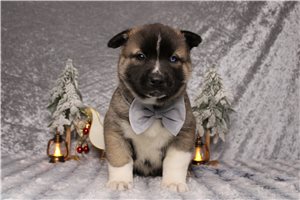 Caleb - Pomsky for sale