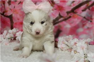 Karita - Pomsky for sale