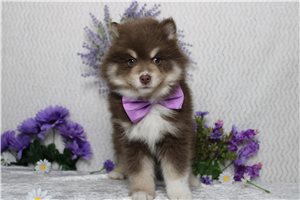 Michael - Pomsky for sale