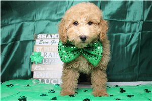 Richie - Poodle, Miniature for sale