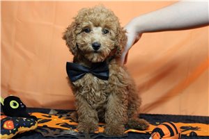 Snyder - Miniature Poodle for sale