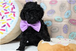 Gohan - puppy for sale