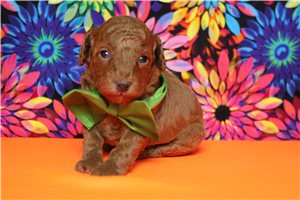 Hunter - Poodle, Miniature for sale