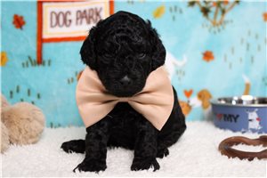 Gohan - Poodle, Miniature for sale