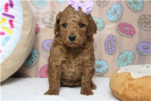 Harlow - puppy for sale