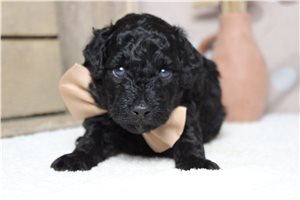 Ryder - Poodle, Miniature for sale