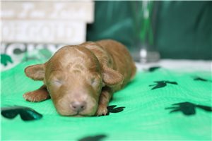 Holly - puppy for sale