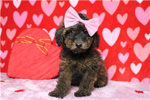 Rhianna - Miniature Poodle for sale