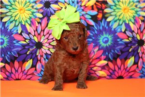 Honey - puppy for sale