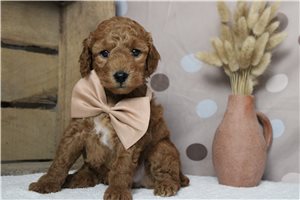Higgins - Miniature Poodle for sale