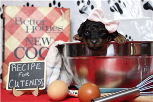 Stephanie - puppy for sale