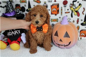 Snyder - Miniature Poodle for sale