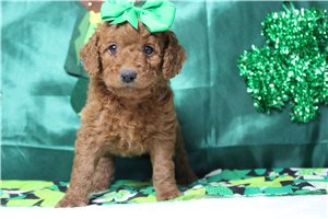 Hillary - Poodle, Miniature for sale