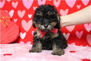 Rome - puppy for sale