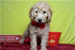Snyder - Miniature Poodle for sale