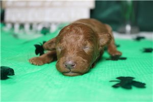 Happy - puppy for sale