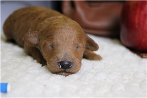 Higgins - puppy for sale