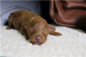 Hercules - puppy for sale