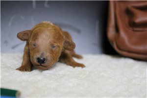 Harlow - puppy for sale