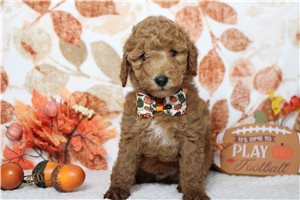 Higgins - Miniature Poodle for sale