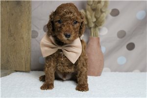 Hunter - Miniature Poodle for sale
