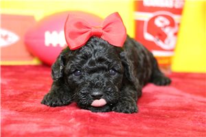 Rhea - Miniature Poodle for sale