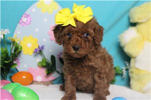 Hillary - Poodle, Miniature for sale