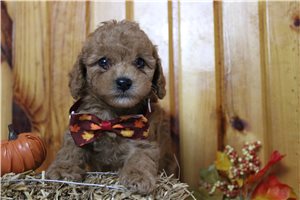 Levi - puppy for sale