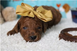 Honey - Poodle, Miniature for sale