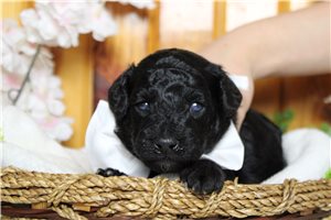 Ryder - Miniature Poodle for sale