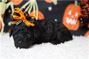 Rhea - Miniature Poodle for sale