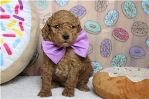 Hercules - Poodle, Miniature for sale