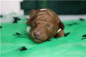 Hank - Miniature Poodle for sale