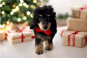 Herbie - Poodle, Miniature for sale