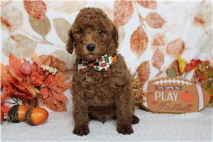 Hunter - Poodle, Miniature, placed in Kansas City